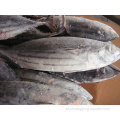 Export Frozen Fish Ganzrunde Bonito Thunfisch Skipjack